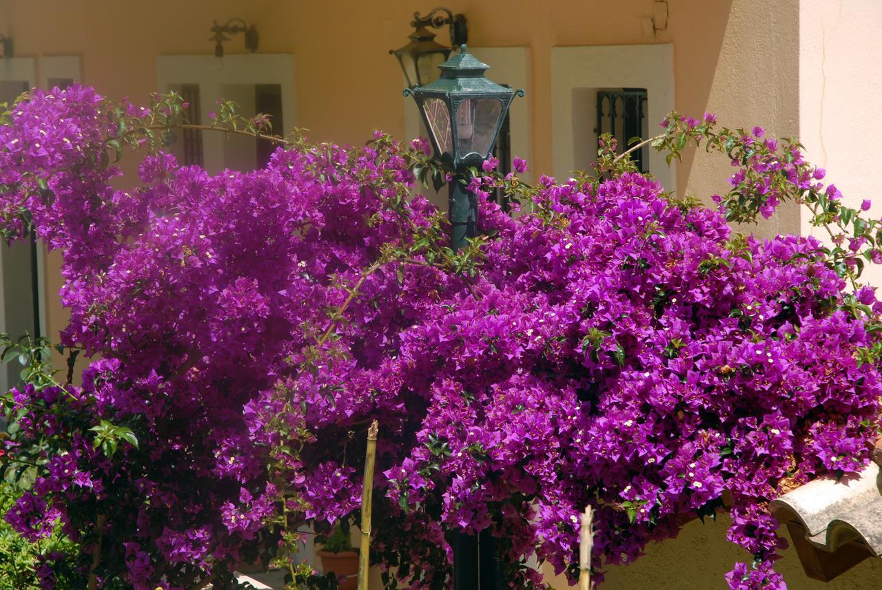 Apartment Georgia Apartments & Studios Corfu